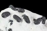 Cluster Nine Smooth Shelled Gerastos Trilobites - Mrakib, Morocco #108240-3